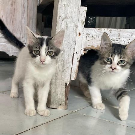 Shady Grove Healing Centre & Homestay W House Rules Please Read Before Booking Sanur Buitenkant foto