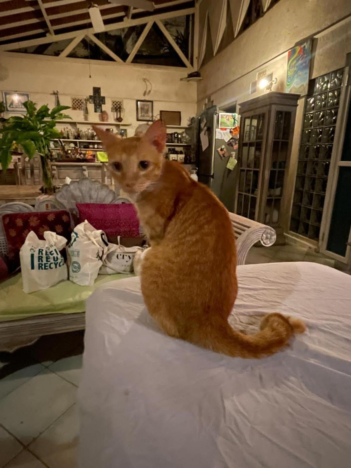 Shady Grove Healing Centre & Homestay W House Rules Please Read Before Booking Sanur Buitenkant foto